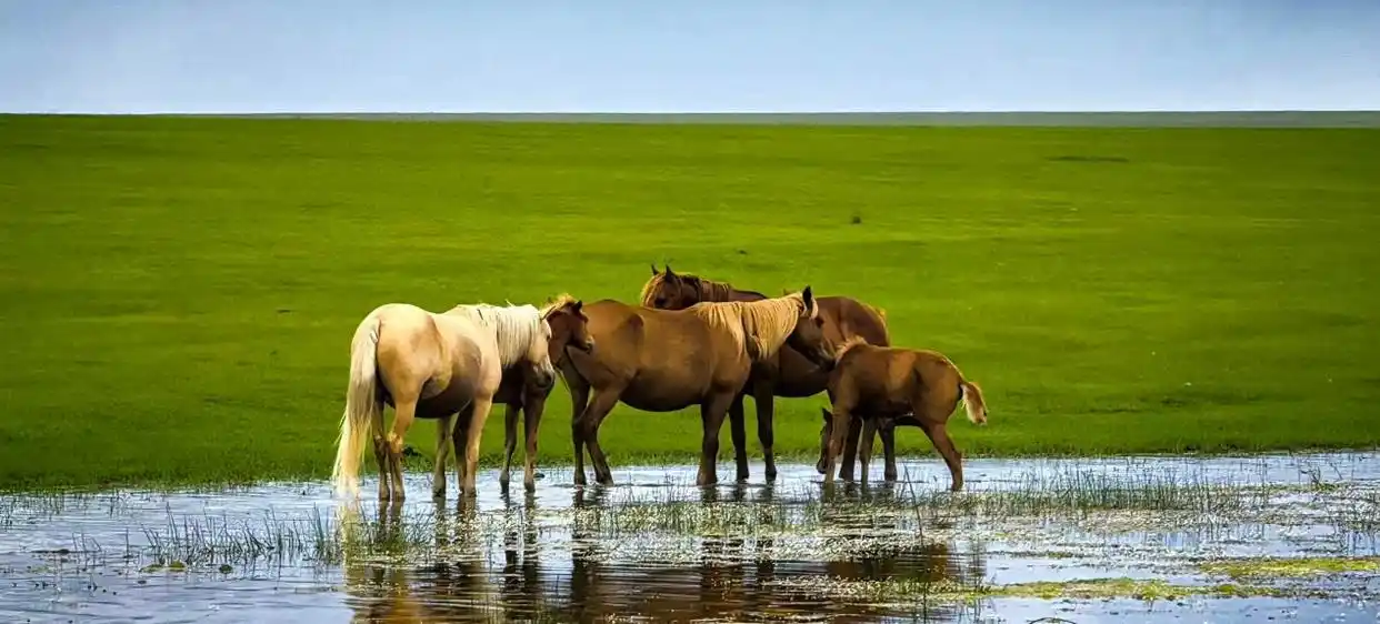 风向哪吹，马向哪追——内蒙古呼伦贝尔散记