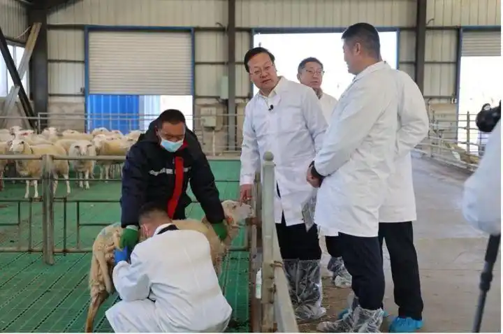 从“规模领跑”迈向“品质高地”——内蒙古高质量建设国家重要农畜产品生产基地