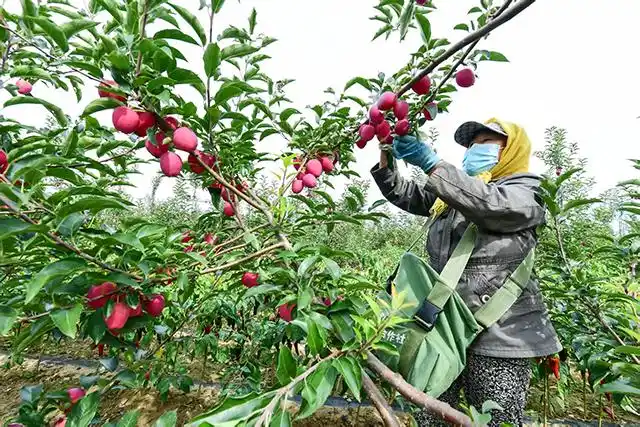 内蒙古通辽市：向沙而战向绿而行