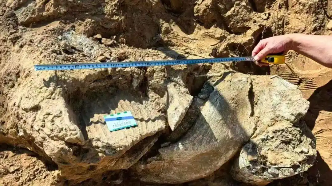 距今约20万年，内蒙古一地有重大发现