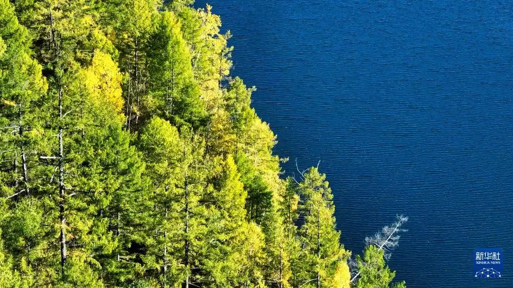 美丽中国｜内蒙古阿尔山：秋色染林海 观景入佳期