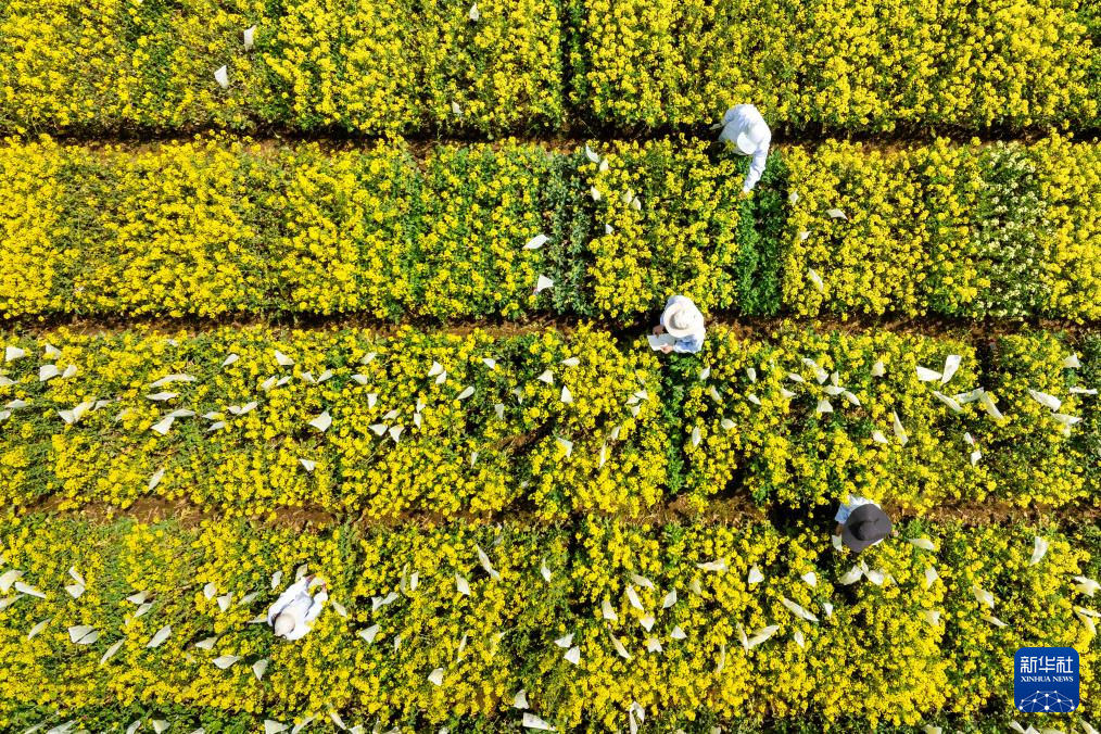 “油菜设计师”，让一粒粒种子开成油菜花海